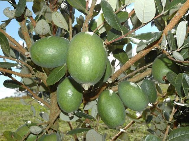 2-goiaba-serrana-detalhe