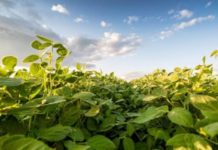 Soja sob Calor: Como o Clima Pode Moldar o Futuro da Sua Lavoura