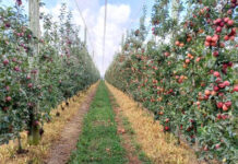Tecnologia eleva produtividade dos pomares