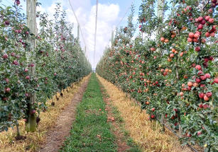 Foto Nachtigall,Gilmar