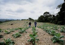 Epagri fortalece práticas agrícolas sustentáveis