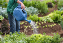 Hortifrúti mantém bom desempenho no fim do ano