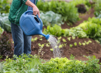 Hortifrúti mantém bom desempenho no fim do ano