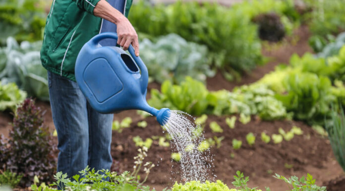 Hortifrúti mantém bom desempenho no fim do ano