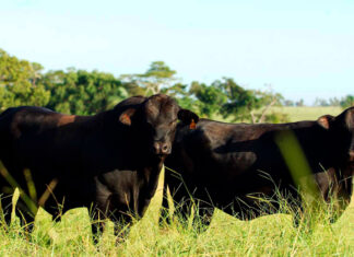 Embrapa aprimora raça com maior tolerância ao carrapato