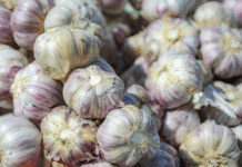Alho ganha novo zoneamento climático no Brasil