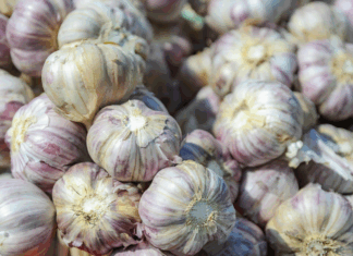 Alho ganha novo zoneamento climático no Brasil