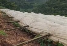 Temporal causa prejuízo em parreiral de Nova Alvorada