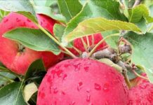 Pesquisas avançam no combate a doenças em pomares