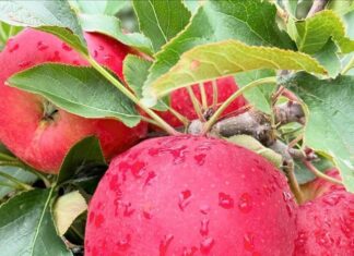 Pesquisas avançam no combate a doenças em pomares