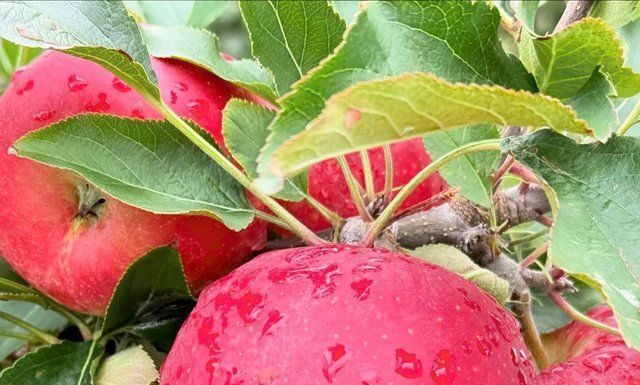 Pesquisas avançam no combate a doenças em pomares