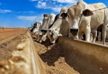 Pecuária brasileira avança e lidera o mercado global