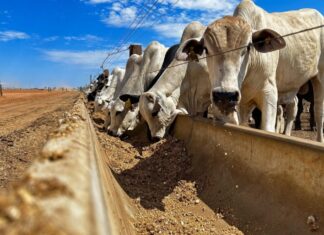 Pecuária brasileira avança e lidera o mercado global