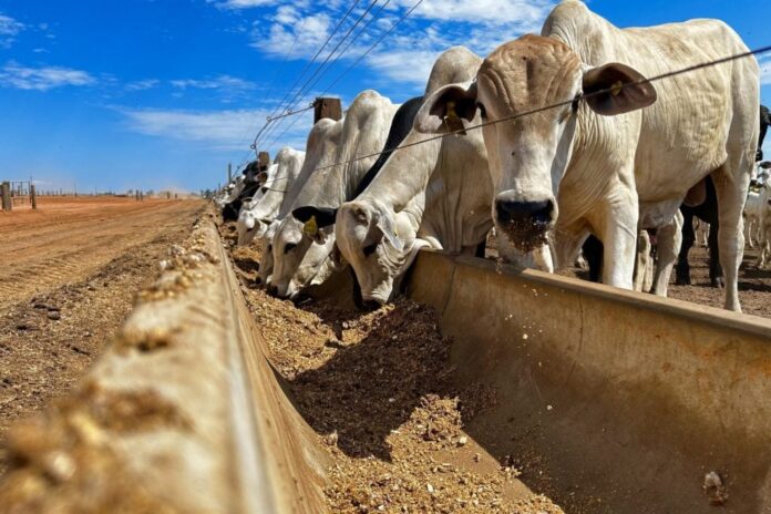 agro_pecuaria_carne_bovina