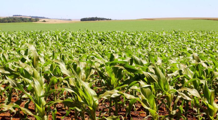 Clima irregular desafia, mas não freia lavouras no Paraná