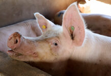 Suinocultura paranaense ganha força no exterior com novo status sanitário