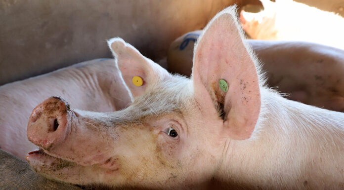 Suinocultura paranaense ganha força no exterior com novo status sanitário