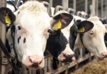 Planejamento forrageiro ganha força na pecuária leiteira