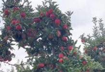 Falta de trabalhadores provoca perdas na colheita de maçãs em São Joaquim (SC)