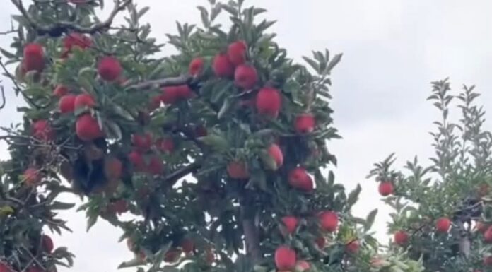 Falta de trabalhadores provoca perdas na colheita de maçãs em São Joaquim (SC)