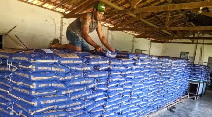 Clima e colheita lenta elevam cotações do feijão