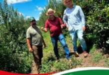 Colheita de maçã marca visita do vice prefeito ao Assentamento São Lourenço Palmas Paraná