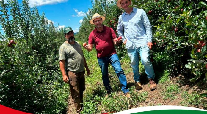 Colheita de maçã marca visita do vice prefeito ao Assentamento São Lourenço Palmas Paraná