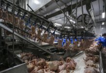 Nova portaria agiliza inspeção animal