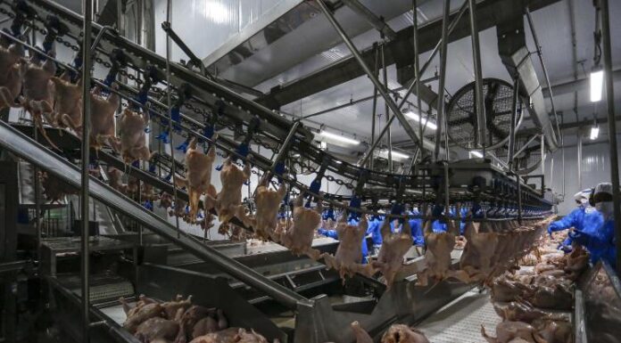 Nova portaria agiliza inspeção animal