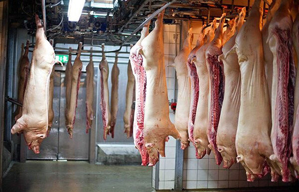 Exportações de suínos começam 2026 em ritmo forte