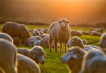 Ovinos ganham espaço na rentabilidade rural