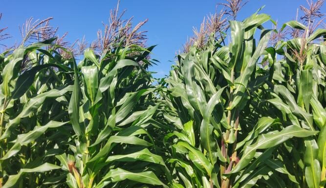 IPR W225 chega para fortalecer o mercado de milho branco
