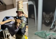 Onça-parda dentro de casa mobiliza resgate no PR