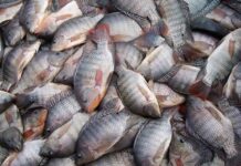 Quaresma movimenta cadeia produtiva do pescado