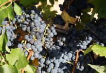 Paraná lança Rota da Uva & Vinho e fortalece o turismo rural