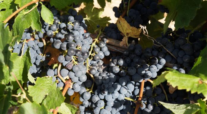 Paraná lança Rota da Uva & Vinho e fortalece o turismo rural