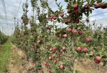 Setor agrícola debate revisão da norma do cancro europeu da macieira
