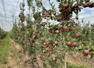 Setor agrícola debate revisão da norma do cancro europeu da macieira