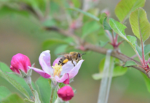 Fortalecimento da Apicultura no Extremo-Oeste Catarinense
