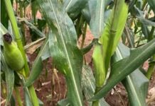 Manejo antecipado vira chave contra perdas no milho