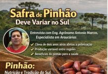 Entre o Clima e a Colheita do Pinhão