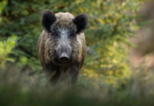 Pesquisa busca dados sobre javalis no meio rural