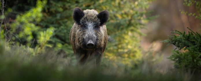 Pesquisa busca dados sobre javalis no meio rural
