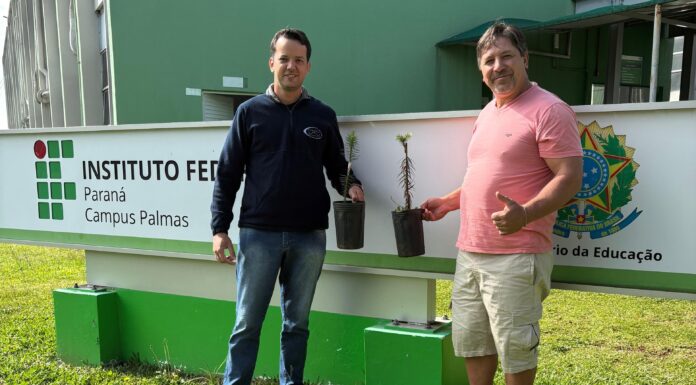 Mudas enxertadas de araucária são plantadas no IFPR