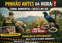 🌲🚨 PINHÃO ANTES DA HORA: CRIME AMBIENTAL CRESCE E ACENDE ALERTA NO SUL DO BRASIL