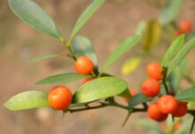 Frusul abre inscrições para simpósio de fruticultura em Chapecó