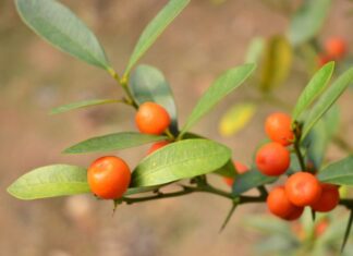 Frusul abre inscrições para simpósio de fruticultura em Chapecó