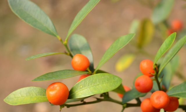 Frusul abre inscrições para simpósio de fruticultura em Chapecó