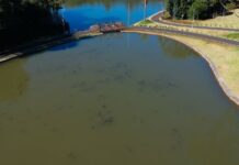 Despesca será realizada nos lagos do Parque do Alvorecer em Pato Branco