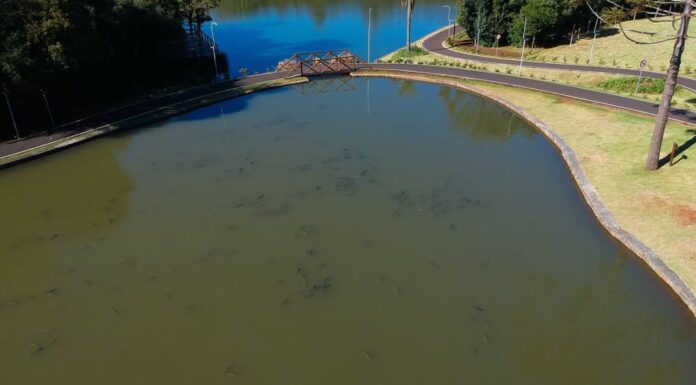 Despesca será realizada nos lagos do Parque do Alvorecer em Pato Branco